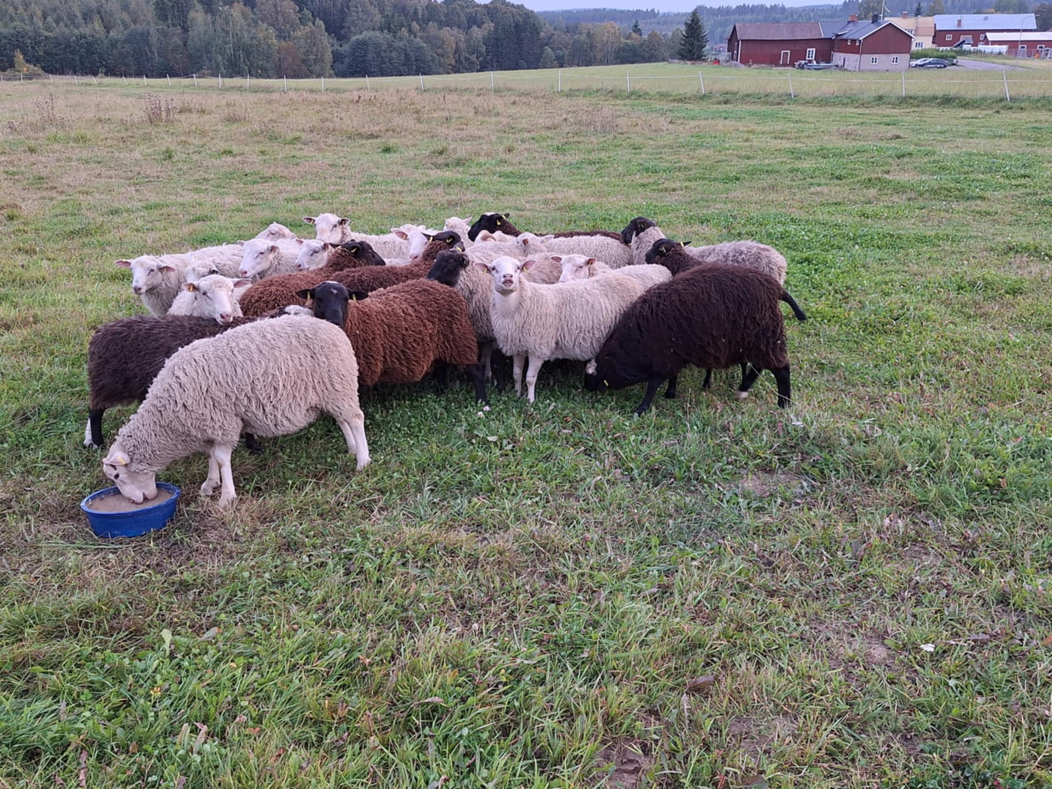 Fårflock äter tillsammans