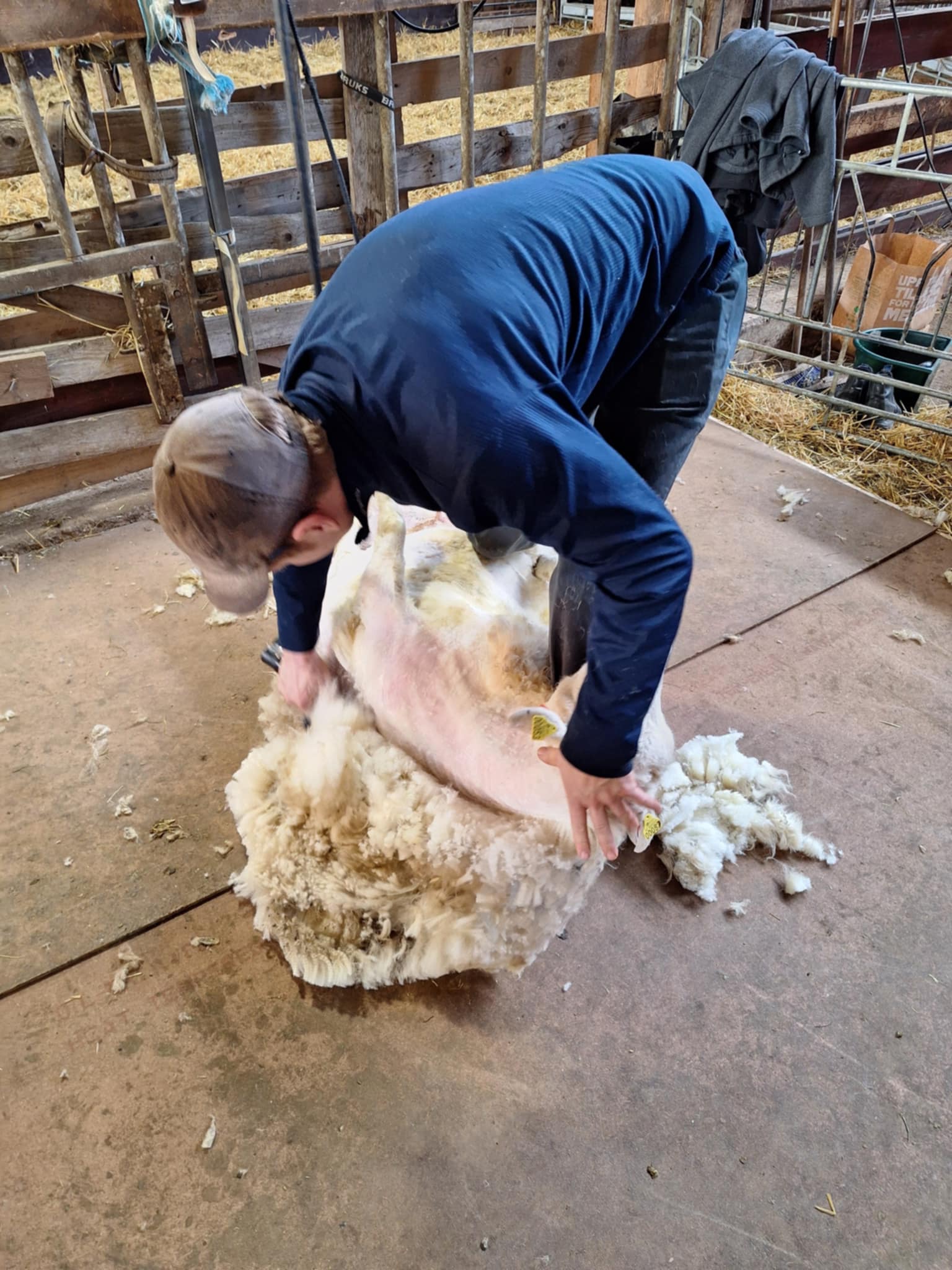 Klippning av fårull för djurens välmående - Rengsjö Farm